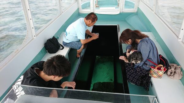 石垣島東海岸でグラスボートツアー、さんご礁の海から